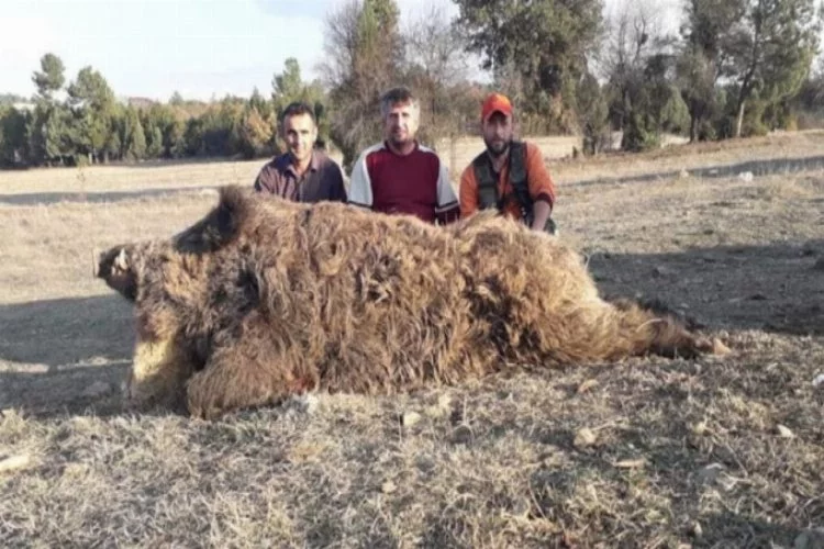 Bursa'da 252 kiloluk yaban domuzu vurdular!