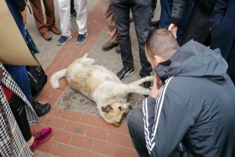 Bursa'da numaracı köpek vatandaşları seferber etti!