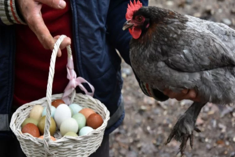 Bursa'da 7 farklı renkteki yumurtalara ilgi büyük