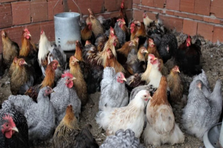 Bursa'daki bu tavuklar yemeklik değil seyirlik yetişiyor