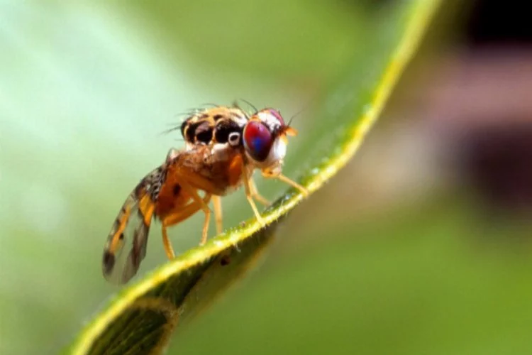 İhracatın belalısı Akdeniz sineği Bursa'da da görüldü