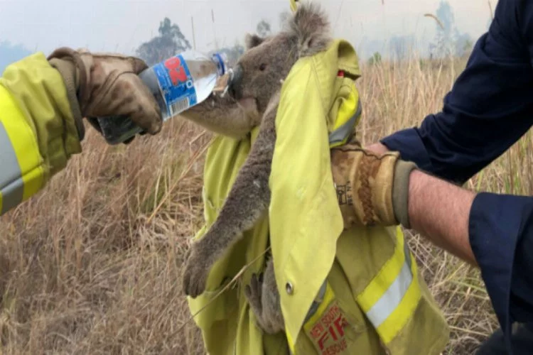 "Yangın o kadar yıkıcı ki ölen binlerce koalayı hiç bulamayabiliriz"