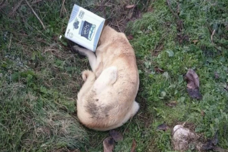 Bursa'da başı tenekeye sıkışan köpek, kurtarıldı