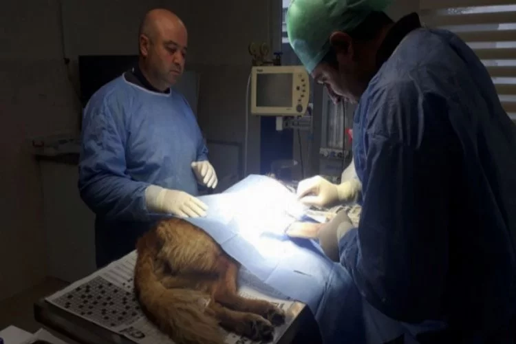 Bursa'da otomobilin çarptığı köpek barınakta şifa buldu