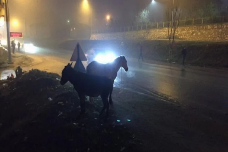 Bursa'da başıboş atlar tehlike saçıyor