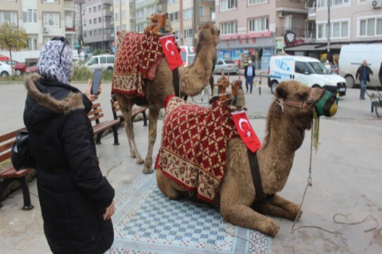 Bursa'da sokaklara develer indi