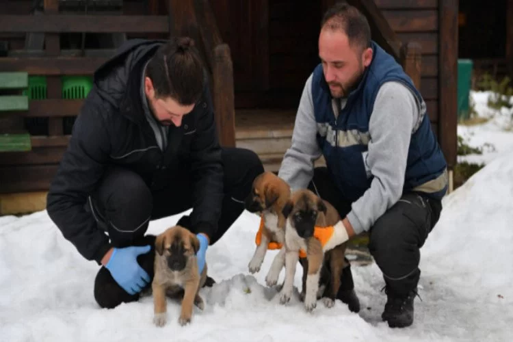 Uludağ'da yavru köpekler donmak üzereyken kurtarıldı
