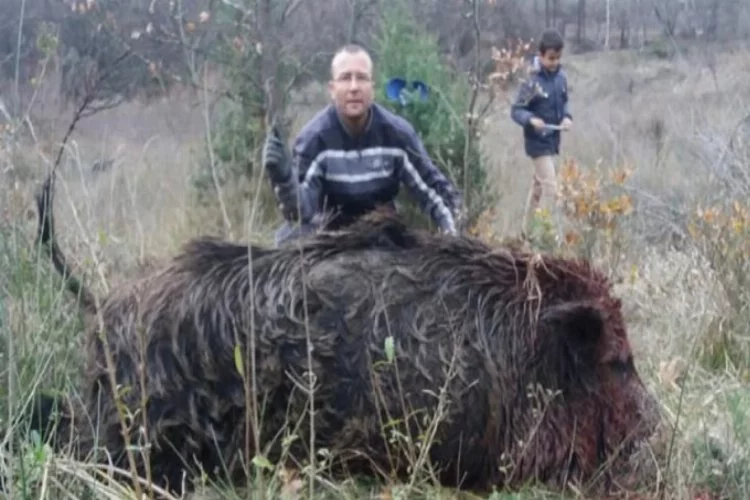 Bursa'da 300 kilo ağırlığında domuz avladılar