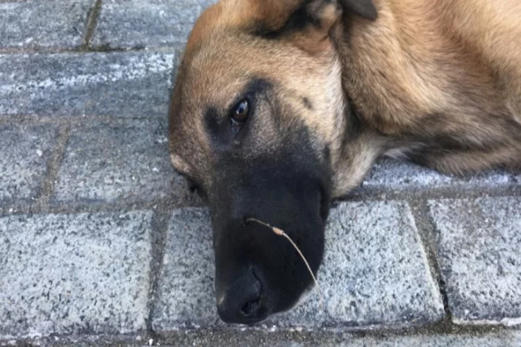 Bursa'da sokak köpeğinin imdadına belediye ekipleri yetişti