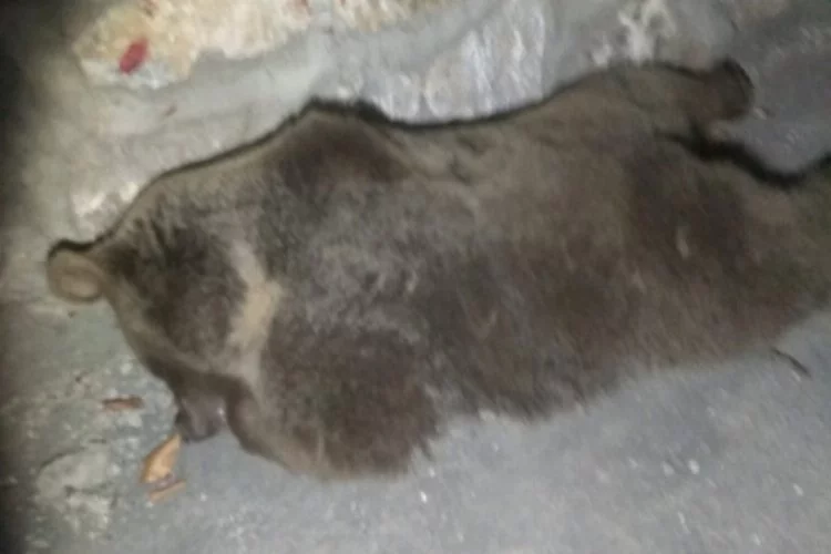 Bursa'da otomobilin çarptığı yavru ayı öldü