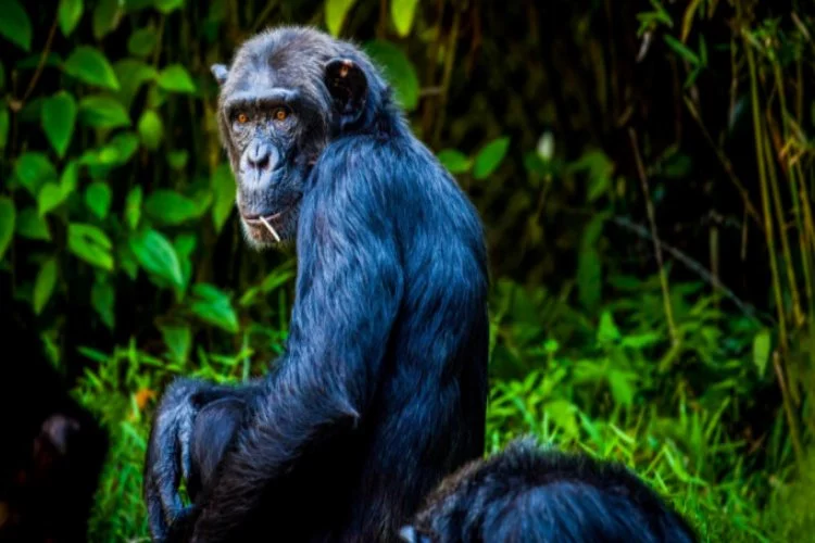 Şempanzelerin ilginç özelliği ortaya çıktı!