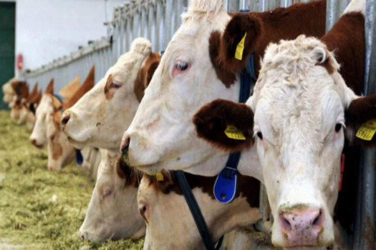 Damızlık sığır yetiştiricileri 2020'den umutlu
