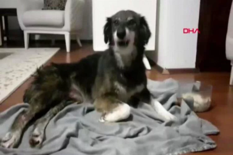 Kurşunlanarak felç kalan köpek tedavi için Ankara'ya gönderildi