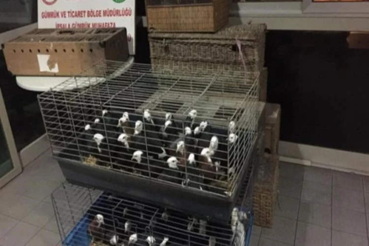 Ticareti yasak olan 235 canlı güvercin ele geçirildi