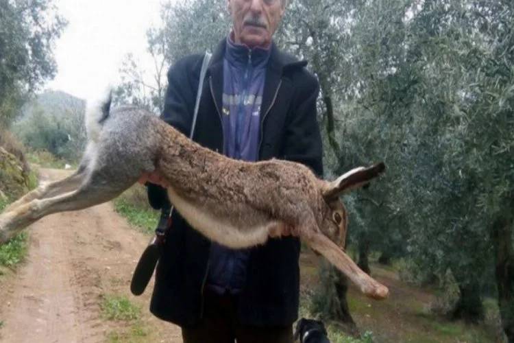 Bursa'da 11 kilogramlık kanguru gibi tavşan avladı