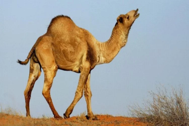10 bin yabani deve itlaf edilecek
