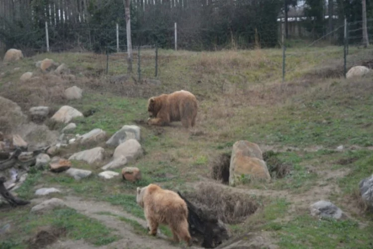 Kış ayının sıcak geçmesi Bursa'da boz ayıların uykusunu kaçırdı