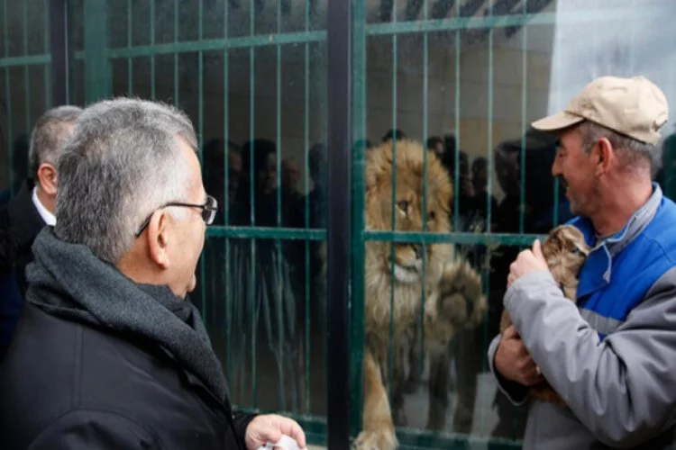 İki aslan yavrusuna ziyaretçiler isim verecek
