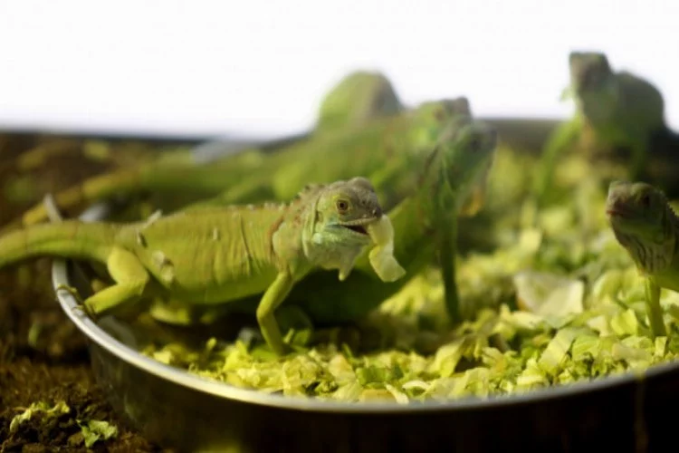 Bursa'da iguanaların beslenme vakti!
