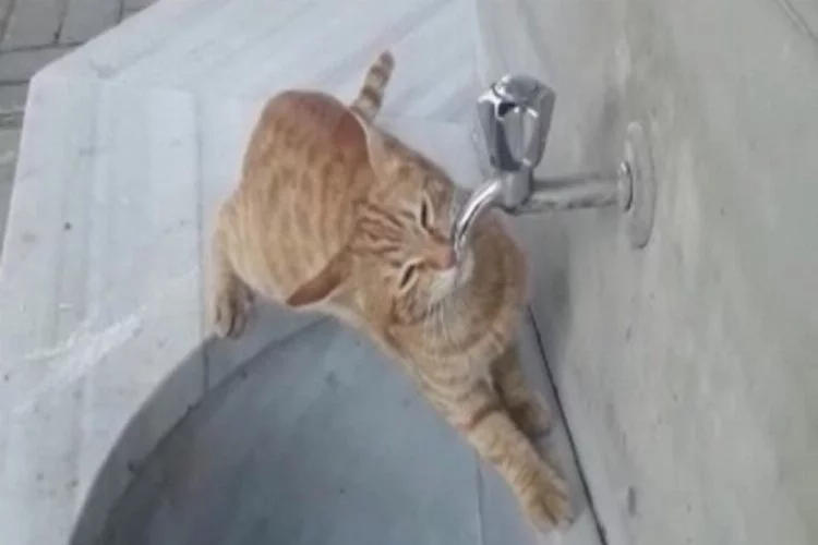 Bursa'da çeşmeden su içen kediye sosyal medyada büyük ilgi