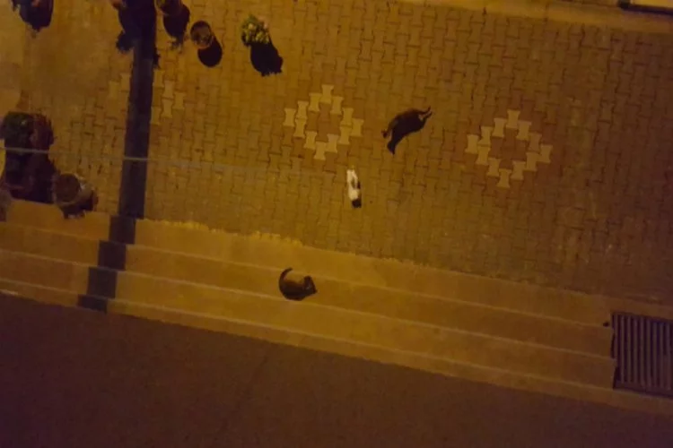 Bursa'da sokak kedilerinin oyuncak kediyle imtihanı