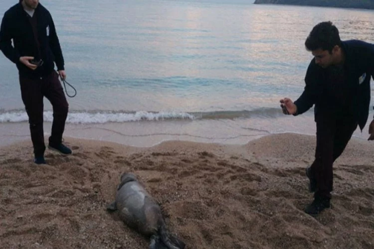 Ölü Akdeniz foku kıyıya vurdu!