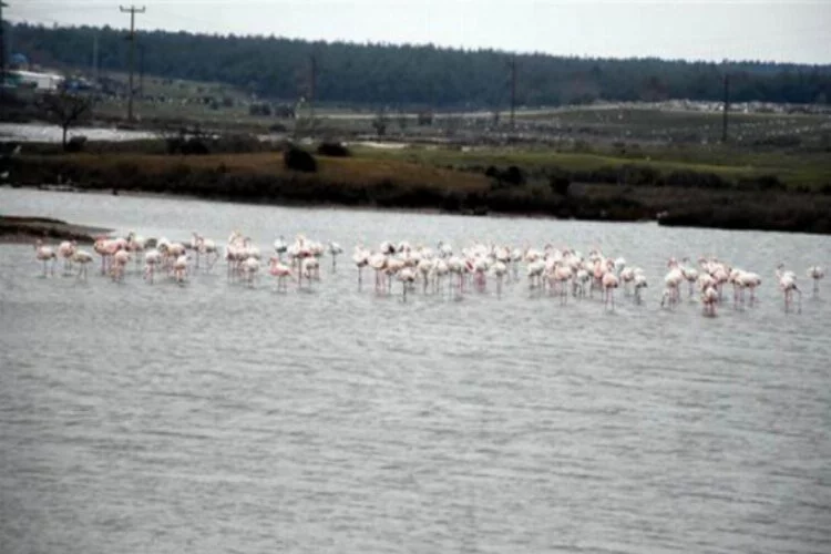 Gala Gölü'nde binlerce flamingo
