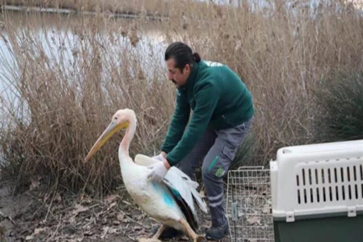 Ak pelikan, balıkla beslenerek sağlığına kavuştu