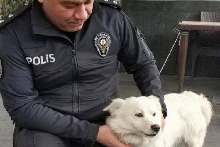 Kaybolan köpeğe polis şefkati