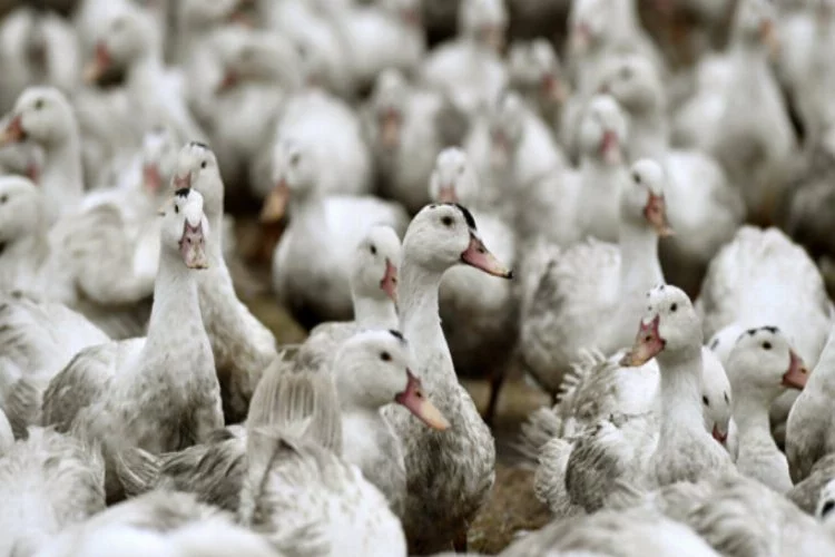 Çinli yetkililer, ülkede 'kuş gribi salgınının' başladığını açıkladı