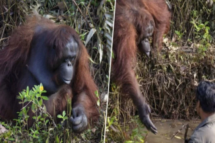 Orangutandan yardım eli
