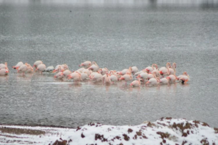 Konya'da 13 flamingo soğuktan öldü!