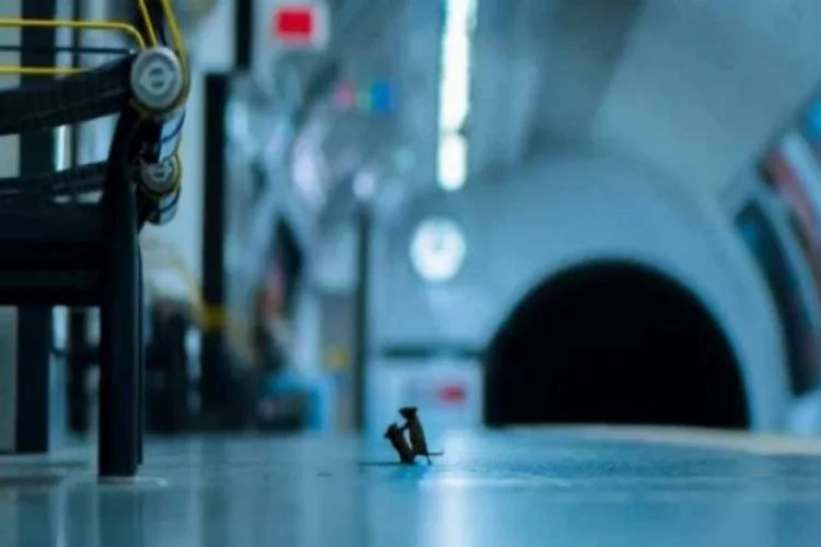 Londra metrosunda kavga eden iki fare, ödül kazandırdı