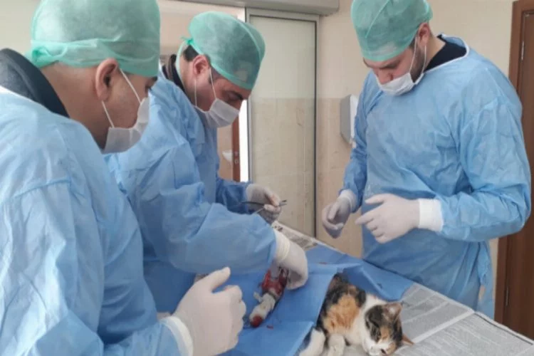 Bursa'da otomobilin çarptığı yaralı kedi tedavi edildi