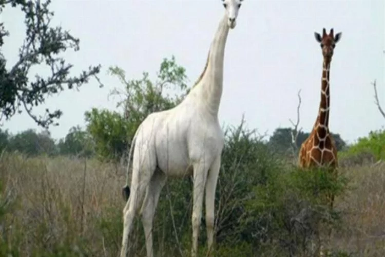 Nadir görülen 2 beyaz zürafa avcılar tarafından öldürüldü