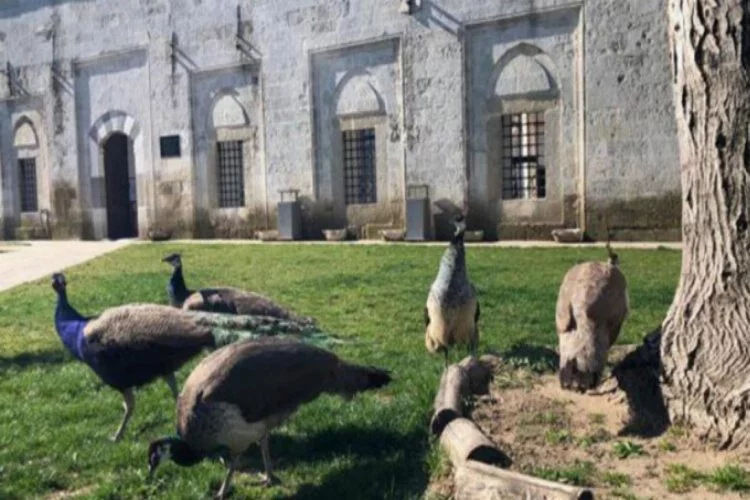 Gaz bombalarından etkilenen tavus kuşlarına koruma