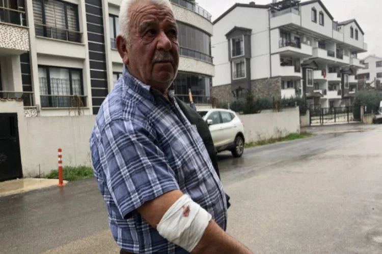Bursa'da yaşlı adama sokak köpekleri saldırdı