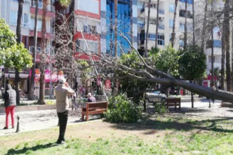 Şiddetli rüzgar 30 metrelik ağacı devirdi