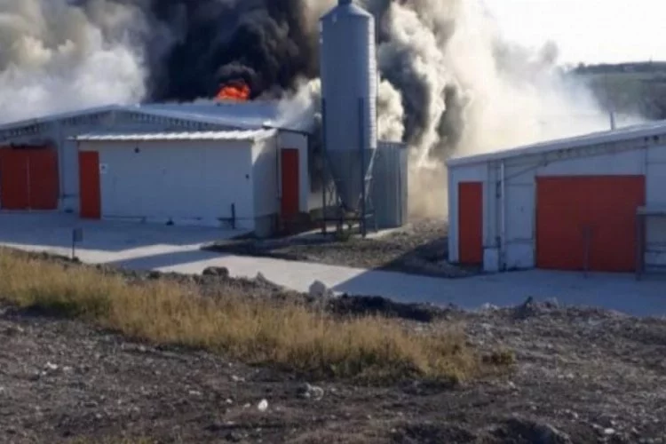 Bursa'da tavuk tesisi alev alev yandı...