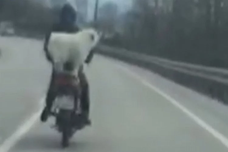 Bursa'da motosikletin arkasına bindirdiği köpekle yol aldı