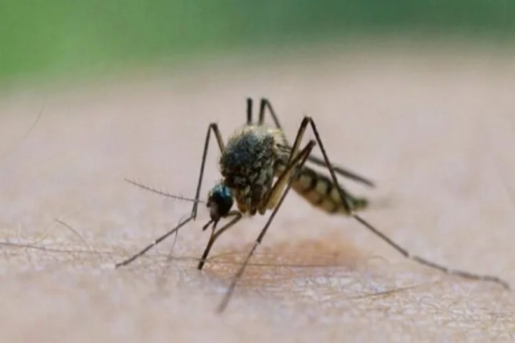 Sivrisineklerden koronavirüs bulaşır mı?