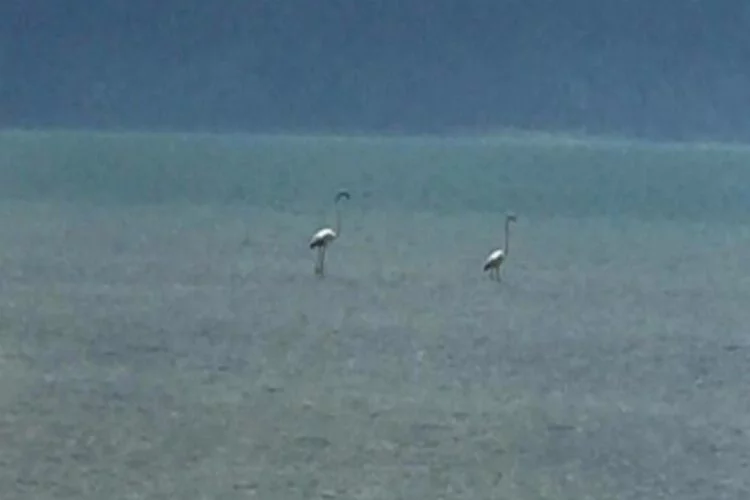 Eğirdir Gölü'nde ilk kez flamingolar görüldü