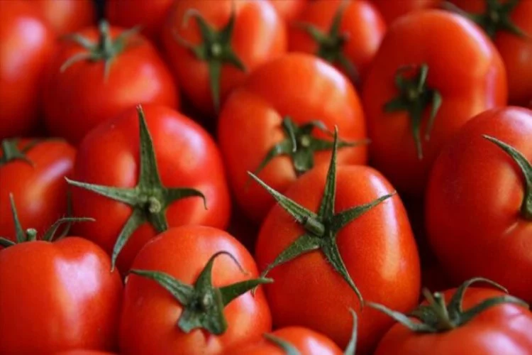 Virüs domatesin kilosunu 1 liraya düşürdü