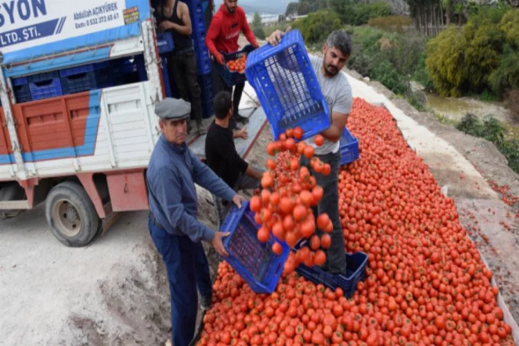 Fiyatı düşen domates üreticinin elinde kaldı