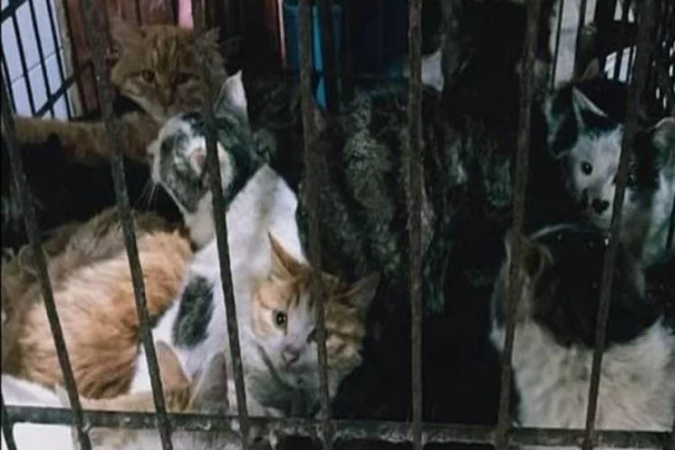 Virüs orada ortaya çıkmıştı! Çin'de hayvan pazarları yeniden açıldı