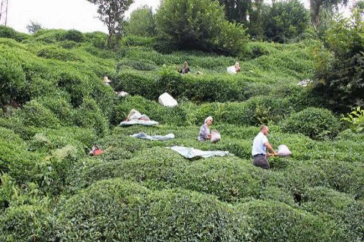 40 bin çay işçisi gelemiyor, 100 milyon dolar üreticiye kalacak