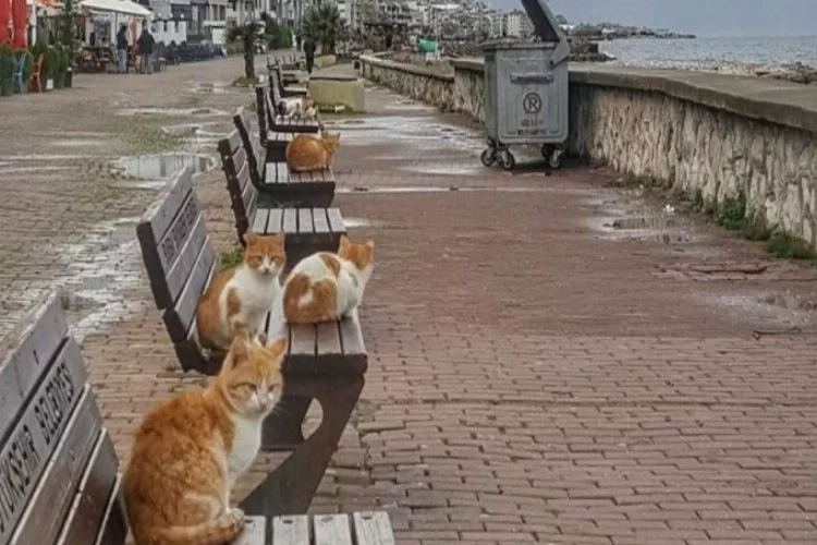 Bursa'da deniz kıyıları kedilere kaldı