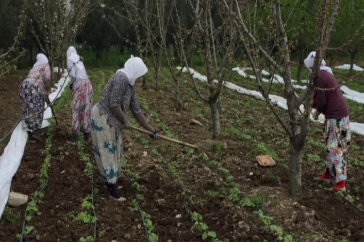 Bursa'da taze fasulyelerin tohumları çıktı