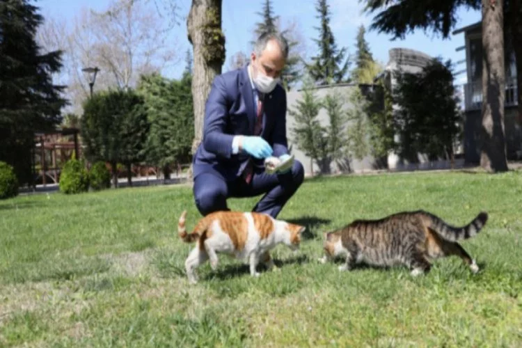 Bursa'da sokak hayvanları için 50 mamatik daha