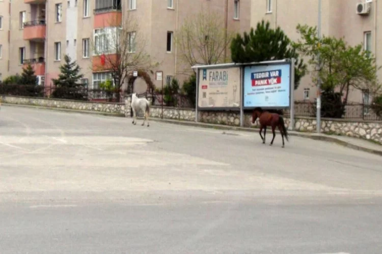 Bursa'da boş kalan cadde ve sokaklar hayvanlara kaldı